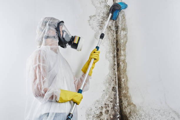 Best Emergency Mold Remediation in Simmesport, LA