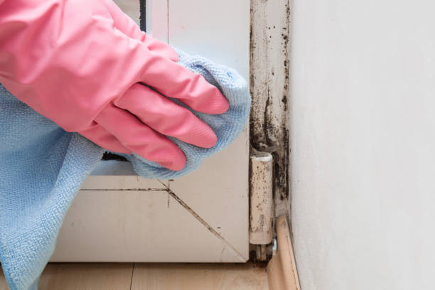 Best Bathroom Mold Remediation in Simmesport, LA