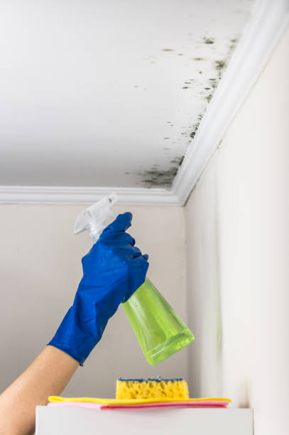 Professional Mold Remediation in Simmesport, LA